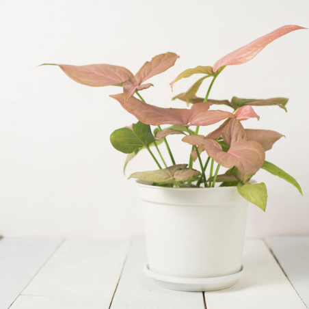 Arrowhead vine Pink variegatged – Perfect Plant Gift in Jordan | Beautiful Indoor Plant | Nabtaty