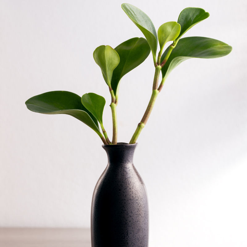 Buy Peperomia Green Online | Nabtaty