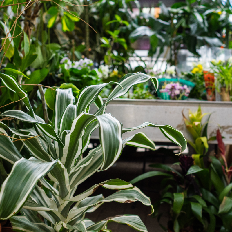 Buy darcena lemon Online | Nabtaty