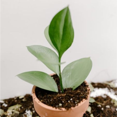 Buy Silver Sword Online | Nabtaty