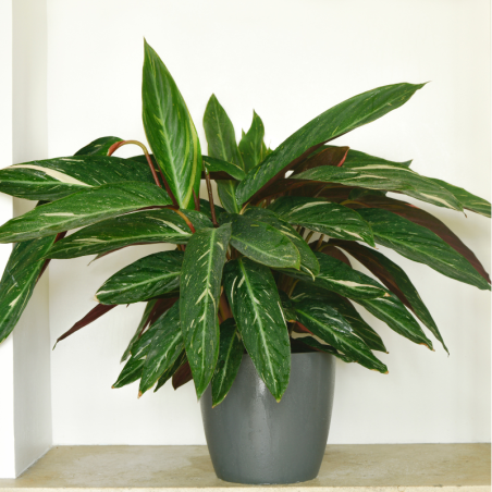 Buy Calathea Green Online | Nabtaty