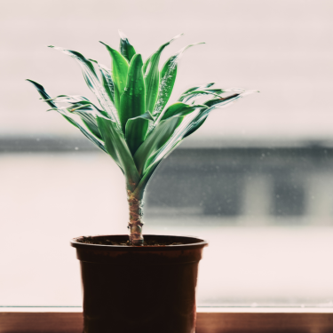 Buy Lisa Online | Nabtaty 2