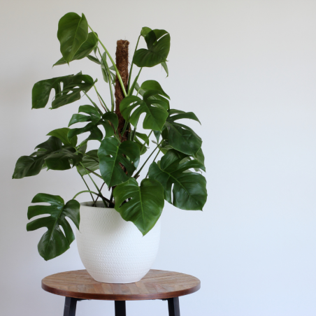 Buy Swiss cheese Plant  Online | Nabtaty