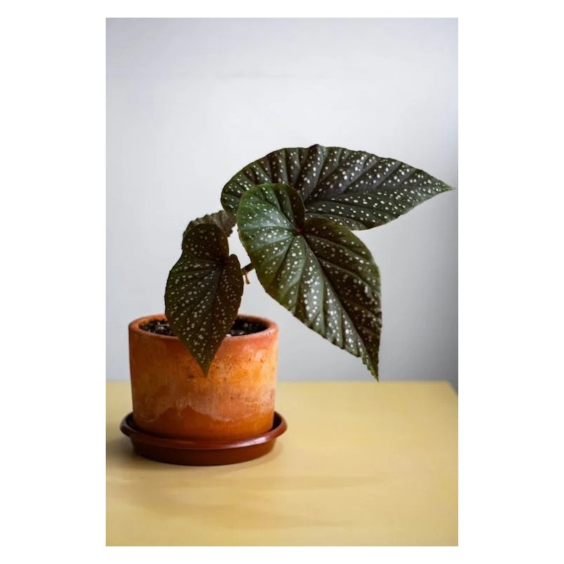 Buy angel wings Online | Nabtaty