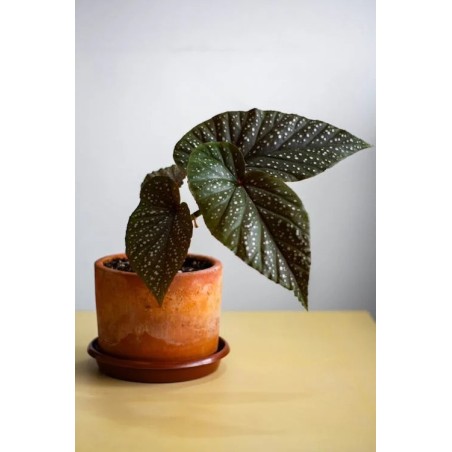 Buy angel wings Online | Nabtaty