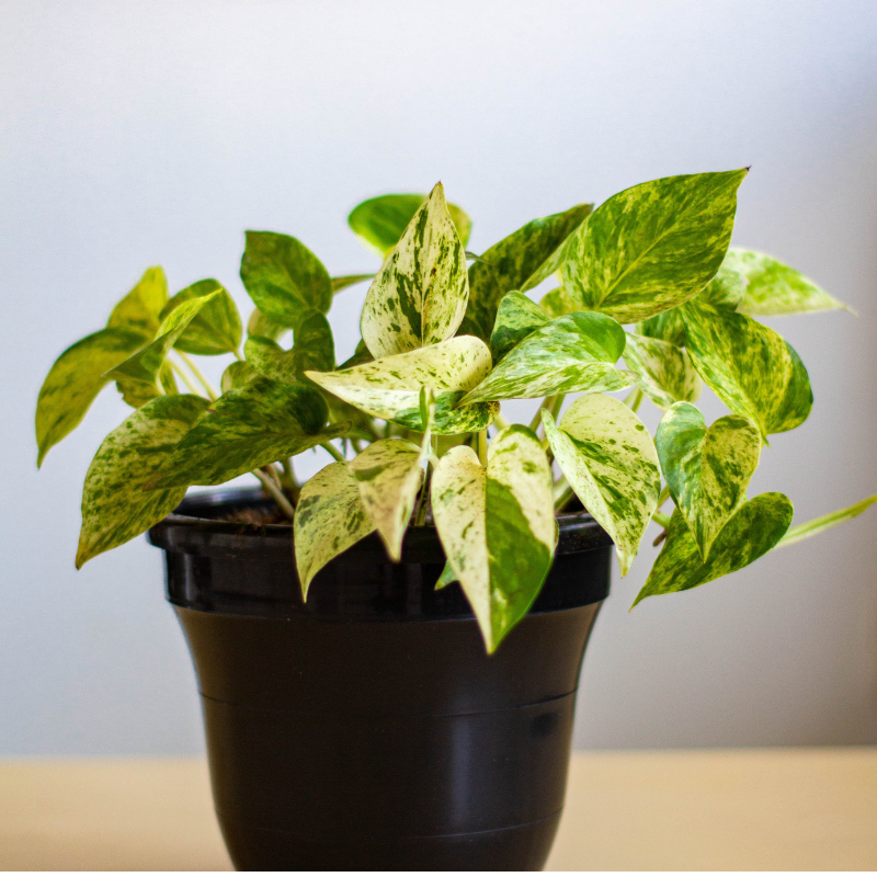 بوتوس "برازيلي": نبات جميل وسهل العناية، مثالي للمنازل والمكاتب | نبتتي