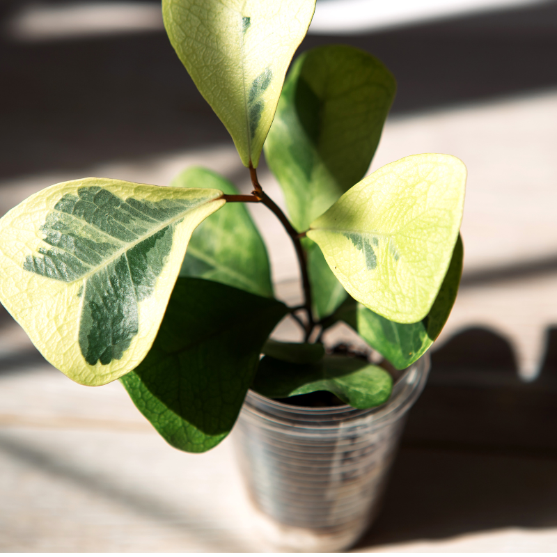 Buy ficus Heart Online | Nabtaty