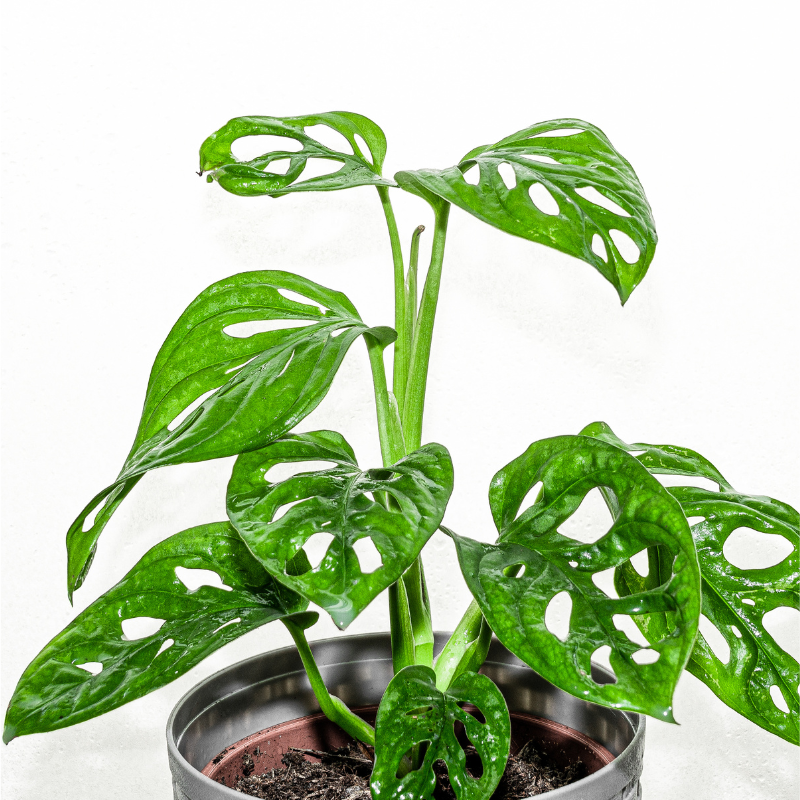 Buy Swiss Cheese Plant Online | Nabtaty