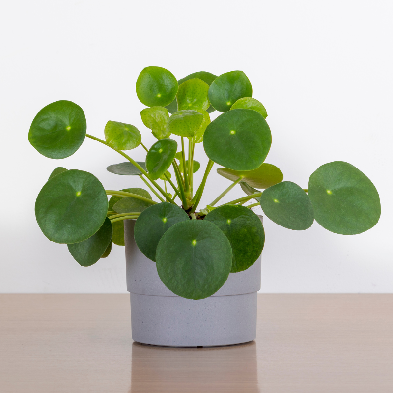 Buy Money Plant Online | Nabtaty