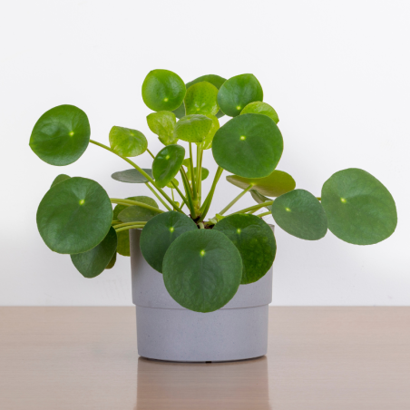Buy Money Plant Online | Nabtaty