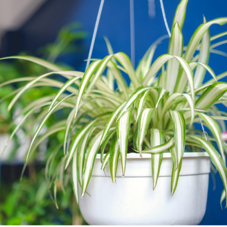 Buy Spider Plant Online | Nabtaty
