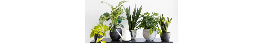 All Plants - Shop a Wide Variety of Indoor Plants at Nabtaty