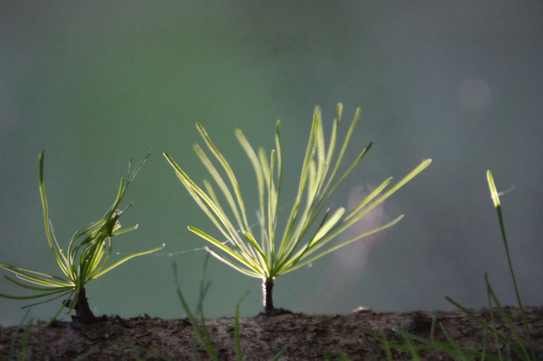 دور النباتات في مكافحة تغير المناخ – كيف يمكن للنباتات أن تنقذ كوكبنا