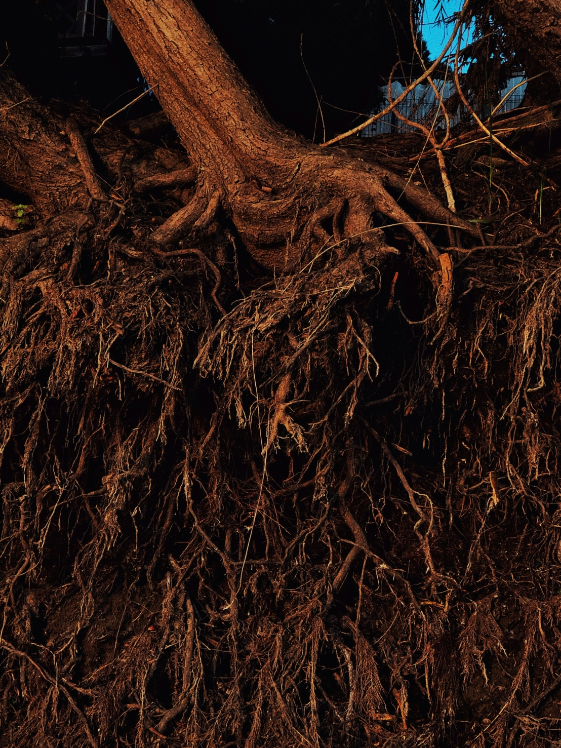 فهم جذور النباتات – القوة الخفية تحت التربة