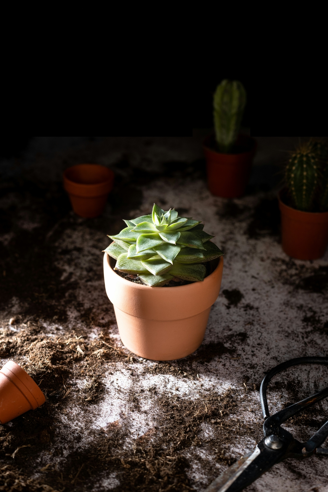 كيفية إعادة زراعة نباتاتك – دليل بسيط لجذور صحية ونمو مستدام