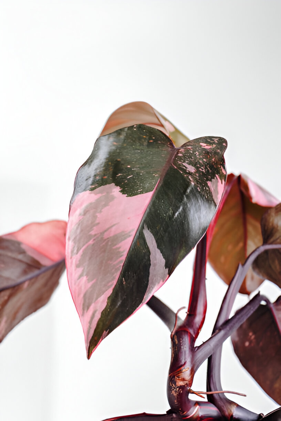 الأميرة الوردية فيلوديندرون (Philodendron erubescens 'Pink Princess')
