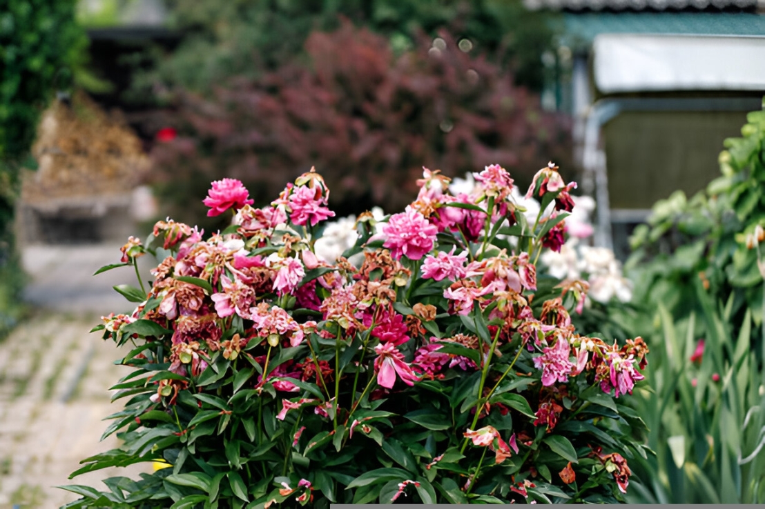 نسيت نبتتي في السيارة ! ماذا أفعل؟