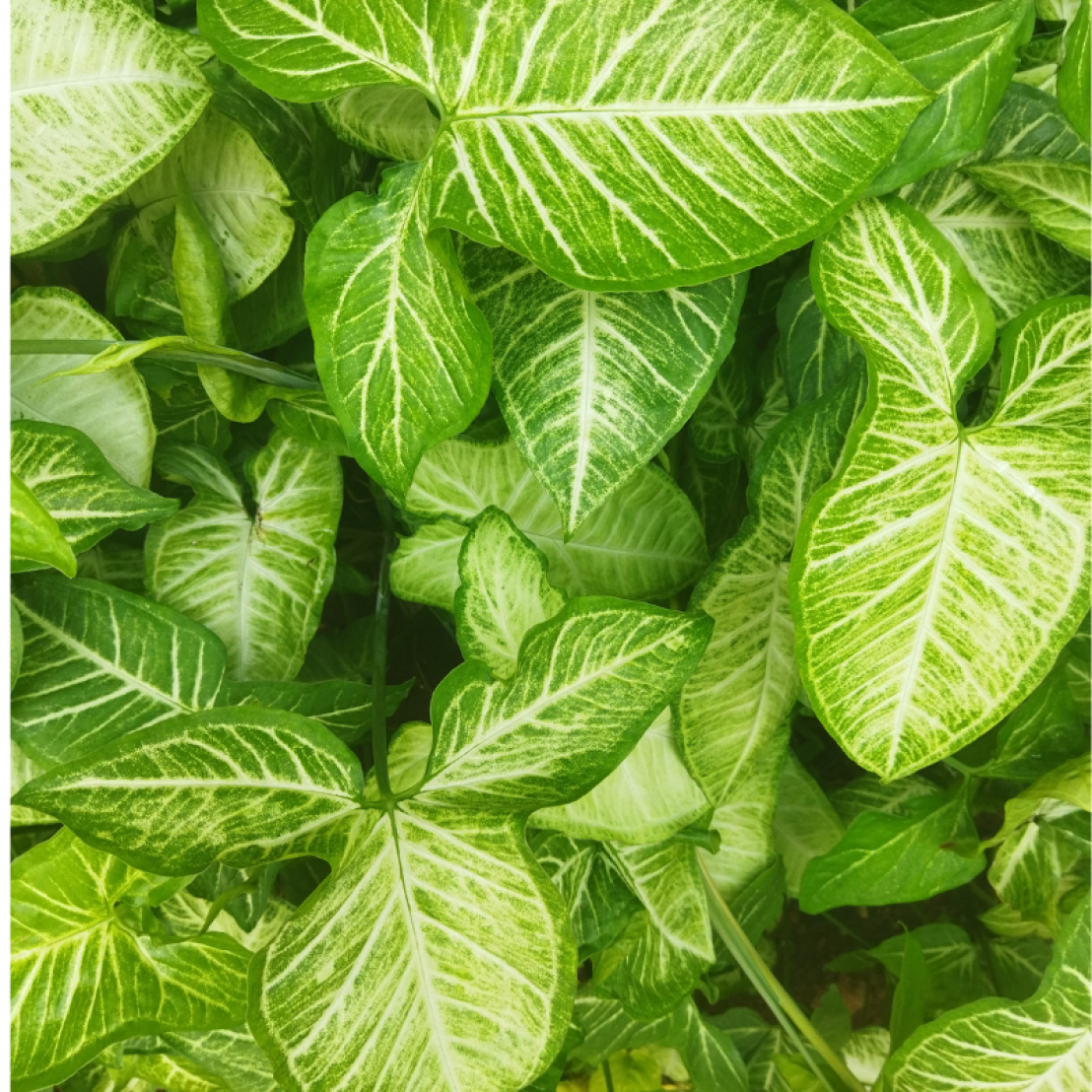 This is Third Post For WebvoltyTemplate