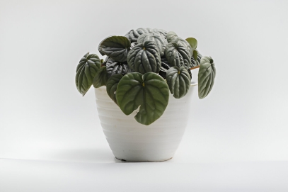 الدليل الشامل لنبات البيبيروميا كابيراتا (Peperomia caperata)