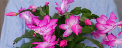 تعرف على نبات الكريسماس: شلمبرغيرا – زهرة الأعياد التي تخطف الأنظار!