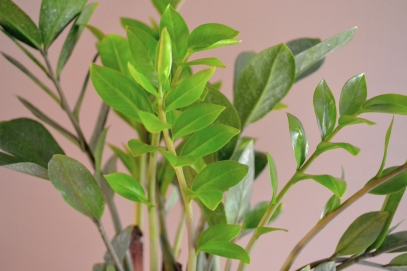 كيفية زراعة نبات الألوفيرا والعناية به – نبتة الشفاء الطبيعية