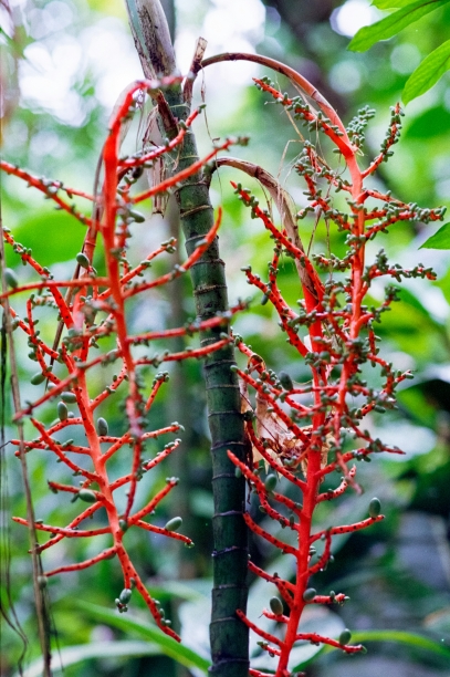 شجرة دم التنين – العجيبة الأسطورية في جزيرة سقطرى