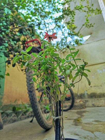 كيفية زراعة ورعاية نبات الأفعى – الدليل النهائي