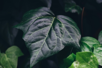 اللغة الخفية للنباتات – كيف تتواصل النباتات بدون كلمات