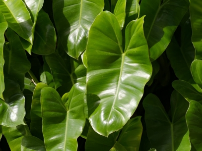 دليل العناية بنبتة فيلوديندرون إيروبسينس (Philodendron Erubescens): النمو، الري، والتكاثر