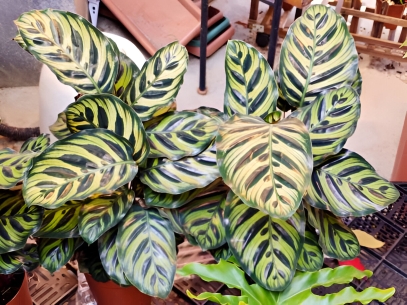 كل ما تحتاج لمعرفته عن نبات الكالاتيا