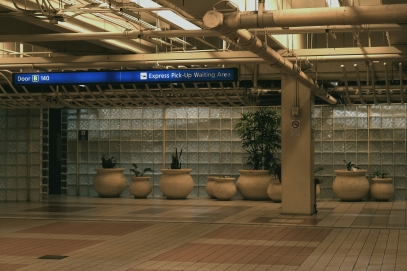 دور النباتات في تنقية الهواء – مرشحات الهواء الطبيعية من الطبيعة