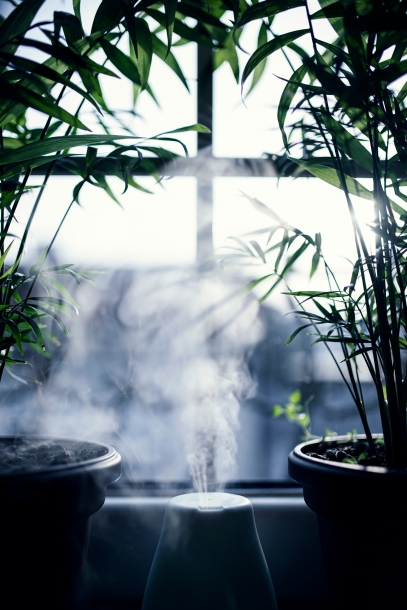 عجائب النباتات المPurifying للهواء – الأبطال الخضراء لتنقية الهواء الداخلي