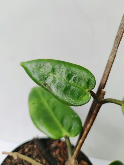 نبتة القيامة – النبتة التي تتحدى الموت