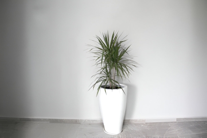 دراسينا أنجوستيفوليا: الشجيرة الاستوائية الأنيقة ?