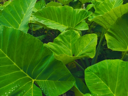 القلقاس: نبات الفيل متعدد الاستخدامات والمغذي 