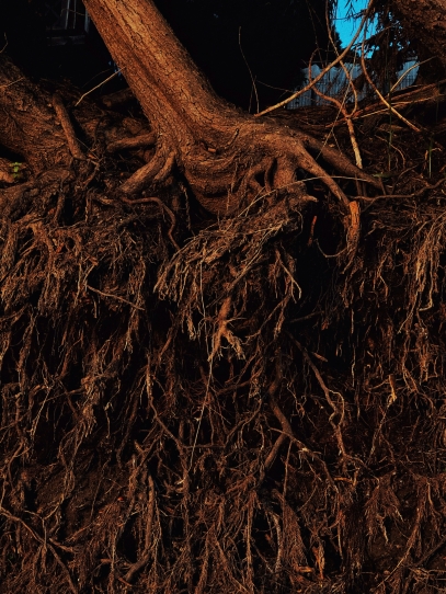 فهم جذور النباتات – القوة الخفية تحت التربة