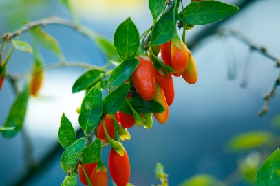 نبات التوت القوجي (Lycium barbarum & Lycium chinense)