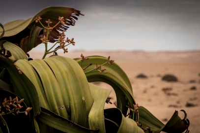 شجرة الويلويتشيا المذهلة – الناجية القديمة من صحراء ناميب