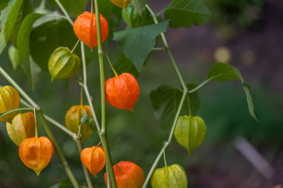 نبات الكرز الأرضي (Physalis)