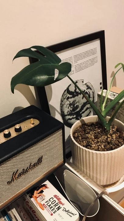 هل تستطيع النباتات سماع الموسيقى؟ العلم المدهش وراء الصوت والنمو