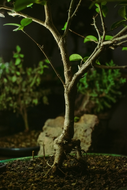 العالم الخفي تحت الأرض – القوة المذهلة لجذور النباتات