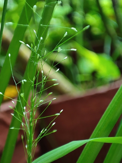 أسرار العالم النباتي – كيف تؤثر النباتات على حياتنا وبيئتنا