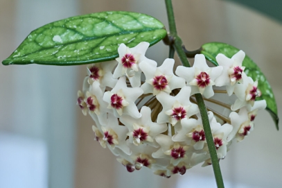 هويا كارنوزا: نبتة منزلية ساحرة وخالدة