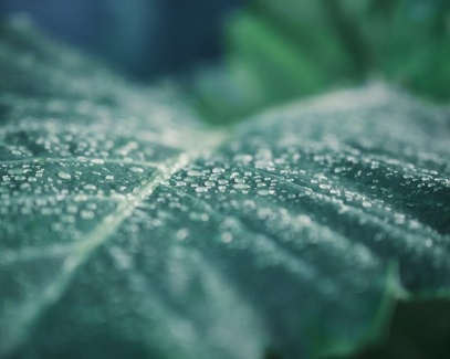 لغة النباتات الخفية – كيف تتواصل النباتات وتتفاعل