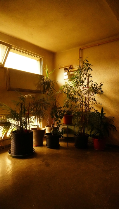 دور النباتات في تنقية الهواء الداخلي – الحلفاء الخُضر لحياة صحية