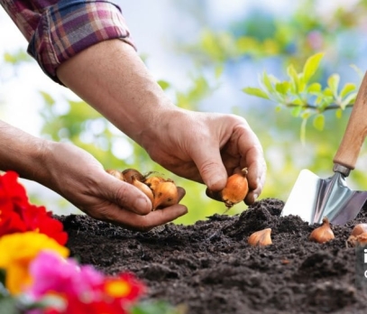 الزراعة في الربيع: دليل للمبتدئين لزراعة طعامك الخاص