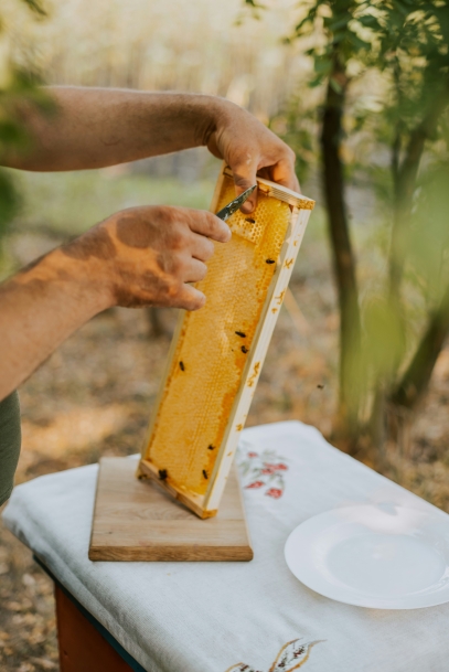 رعاية نبتة المونستيرا – دليلك للعناية بزهرة الجبن السويسري في المنزل