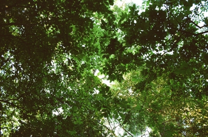 أسرار عالم النبات – كيف تؤثر النباتات على حياتنا وبيئتنا