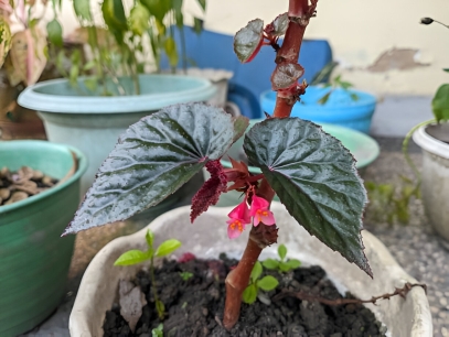 الدليل الشامل لنبات البيبيروميا كابيراتا