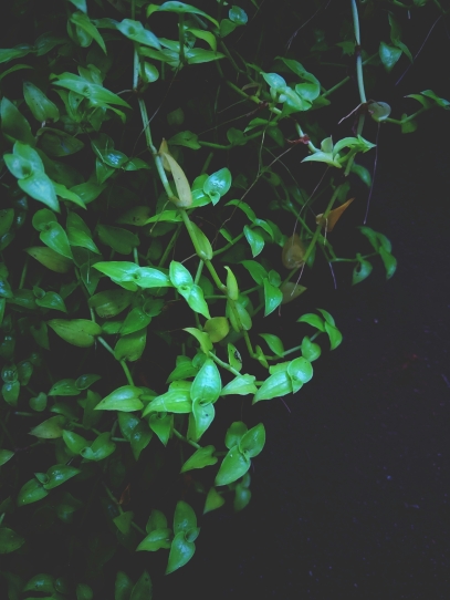 علم التمثيل الضوئي – كيف تحوّل النباتات الضوء إلى حياة